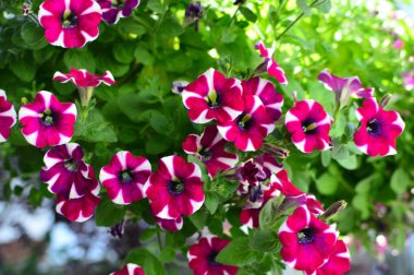 Bahçede parlak renk doymuş petunya çiçeği