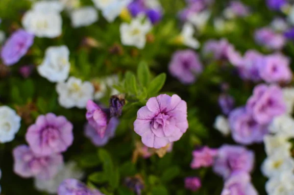 Bahçede parlak renk doymuş petunya çiçeği