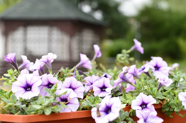 Bahçede parlak renk doymuş petunya çiçeği