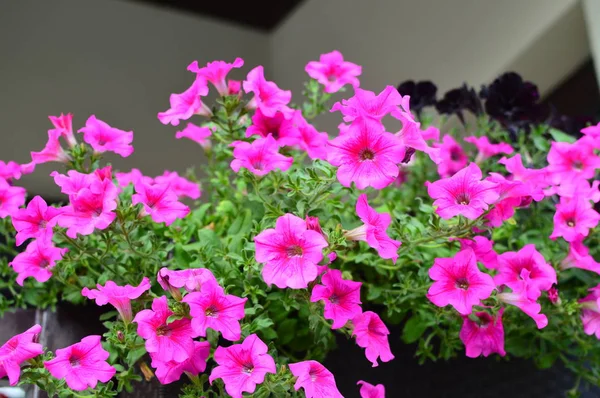 Ljust Färgmättade Petunia Blomma Trädgården — Stockfoto