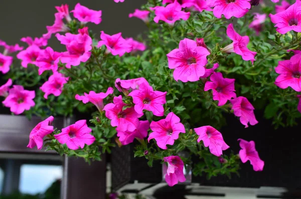 Ljust Färgmättade Petunia Blomma Trädgården — Stockfoto