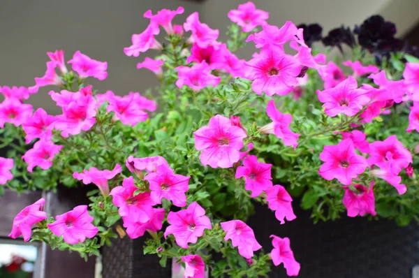Jasny Nasycony Kolorem Petunia Kwiat Ogrodzie — Zdjęcie stockowe