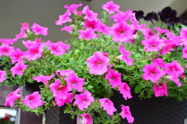 Ljust Färgmättade Petunia Blomma Trädgården — Stockfoto