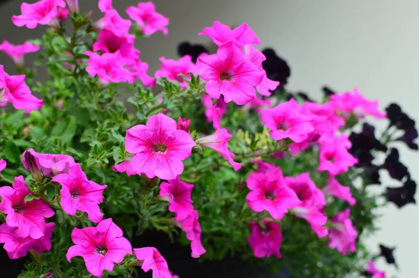 Ljust Färgmättade Petunia Blomma Trädgården — Stockfoto