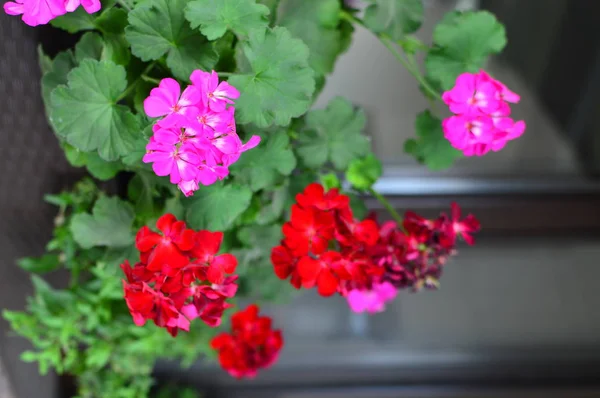 庭の明るい色彩飽和ペチュニアの花 — ストック写真