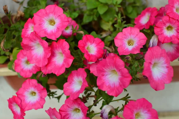 Ljust Färgmättade Petunia Blomma Trädgården — Stockfoto