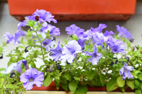 庭の明るい色彩飽和ペチュニアの花 — ストック写真