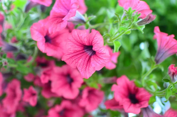Brillante Flor Petunia Saturada Color Jardín —  Fotos de Stock