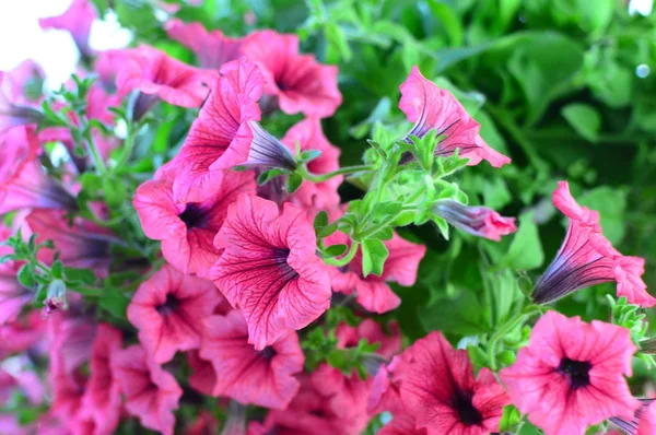 Brillante Flor Petunia Saturada Color Jardín —  Fotos de Stock