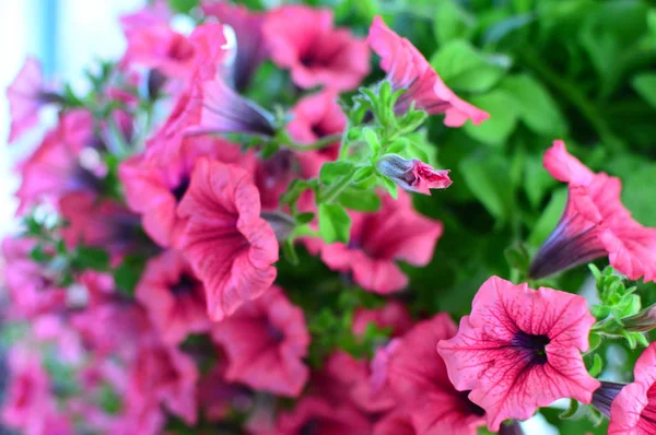 Bahçede Parlak Renk Doymuş Petunya Çiçeği — Stok fotoğraf