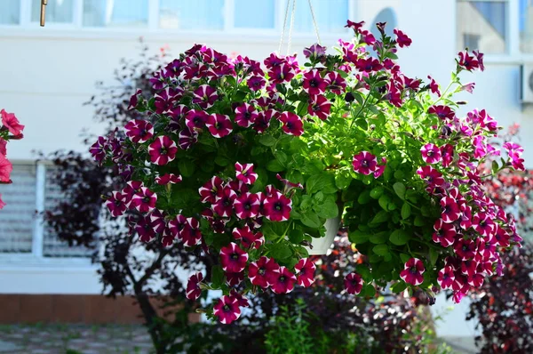 Bahçede parlak renk doymuş petunya çiçeği