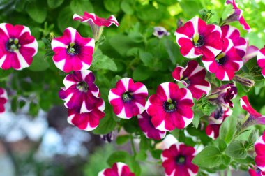 Bahçede parlak renk doymuş petunya çiçeği