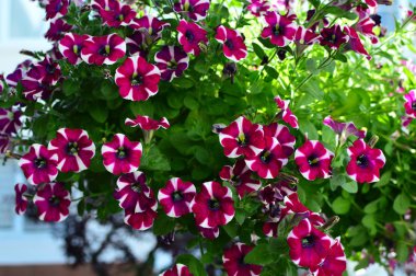 Bahçede parlak renk doymuş petunya çiçeği