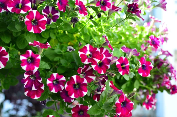 Brillante Flor Petunia Saturada Color Jardín — Foto de Stock