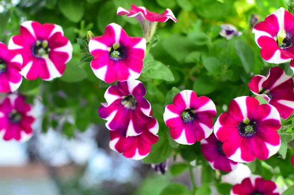 Brillante Flor Petunia Saturada Color Jardín —  Fotos de Stock