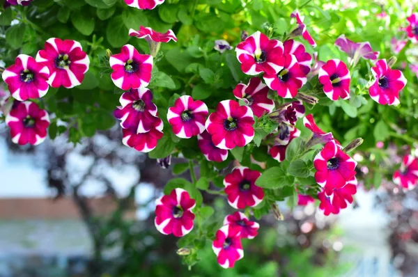 Brillante Flor Petunia Saturada Color Jardín —  Fotos de Stock