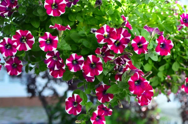 Flor Petúnia Saturada Cor Brilhante Jardim — Fotografia de Stock