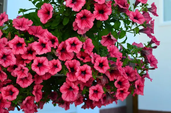 Ljust Färgmättade Petunia Blomma Trädgården — Stockfoto