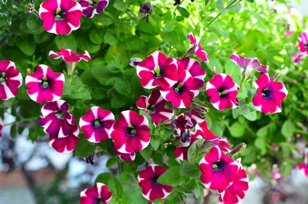 Ljust Färgmättade Petunia Blomma Trädgården — Stockfoto