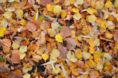 Sonbahar yaprakları, sonbahar arkaplanları