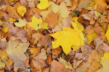 Sonbahar yaprakları, sonbahar arkaplanları