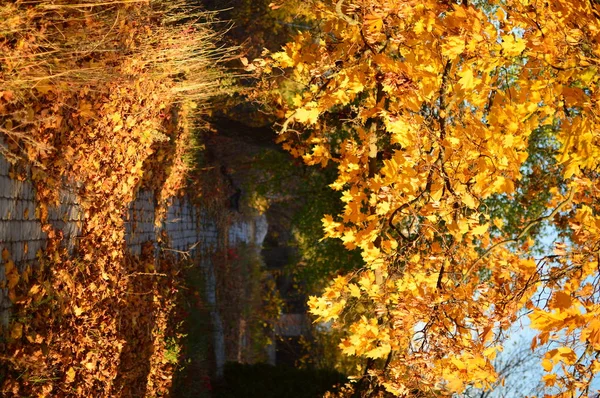 Осіннє Листя Осінні Фони — стокове фото