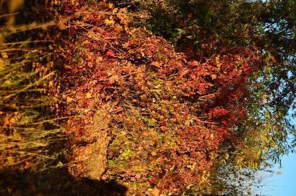 Осіннє Листя Осінні Фони — стокове фото