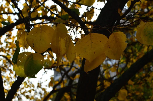 Sonbahar yaprakları, sonbahar arkaplanları