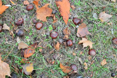 Sonbahar yaprakları, sonbahar arkaplanları