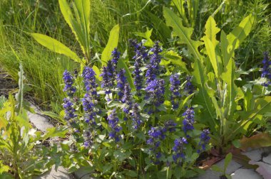 yeşil planlar ve çiçekler makro çekim