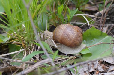 Vahşi doğada salyangoz 