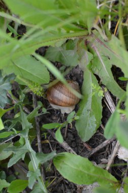 Vahşi doğada salyangoz 