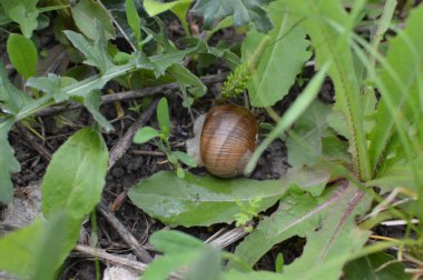 Vahşi doğada salyangoz 