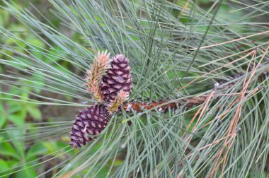 yeşil planlar ve çiçekler makro çekim