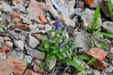 yeşil planlar ve çiçekler makro çekim