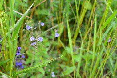 yeşil planlar ve çiçekler makro çekim