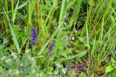 yeşil planlar ve çiçekler makro çekim
