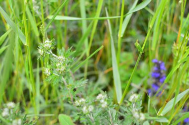 yeşil planlar ve çiçekler makro çekim