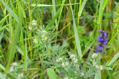 yeşil planlar ve çiçekler makro çekim