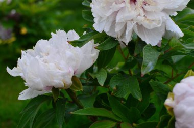 yeşil planlar ve çiçekler makro çekim