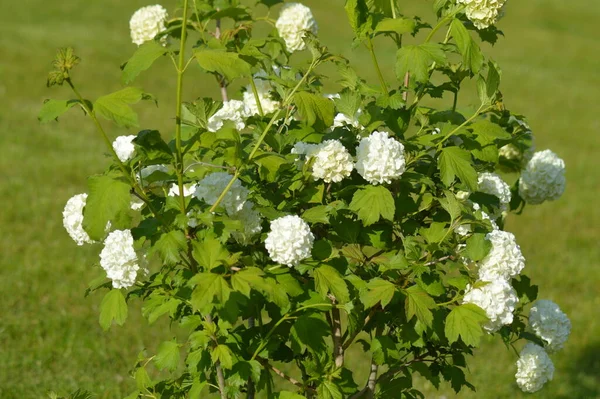 Planos Verdes Flores Macro Disparo — Foto de Stock