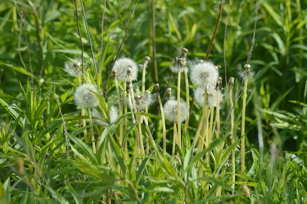 Gröna Planer Och Blommor Makro Skytte — Stockfoto