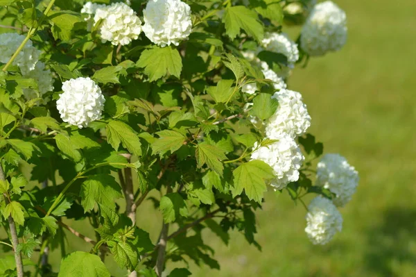 Planos Verdes Flores Macro Disparo — Foto de Stock