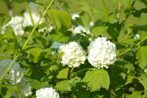 Planos Verdes Flores Macro Disparo — Foto de Stock