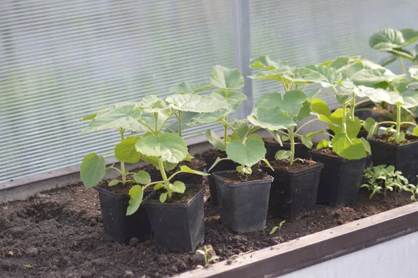 yeşil planlar ve çiçekler makro çekim