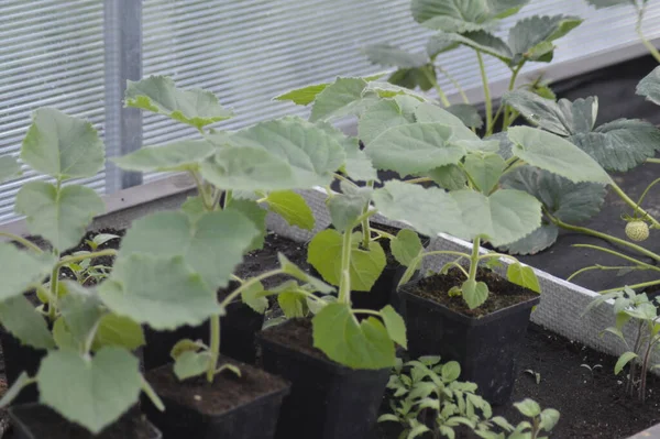 yeşil planlar ve çiçekler makro çekim