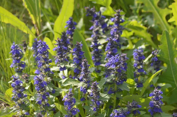 Piani Verdi Fiori Macro Tiro — Foto Stock