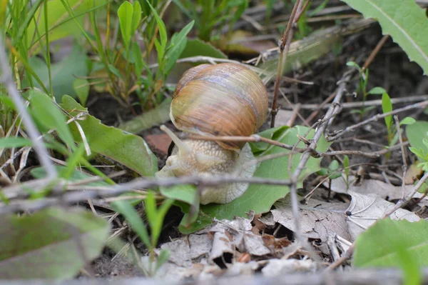 Caracol Uva Natureza — Fotografia de Stock