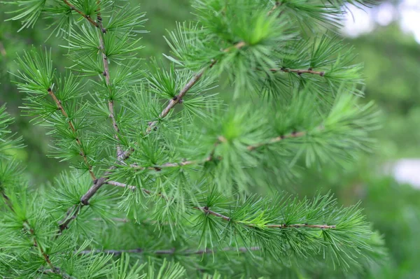 yeşil planlar ve çiçekler makro çekim