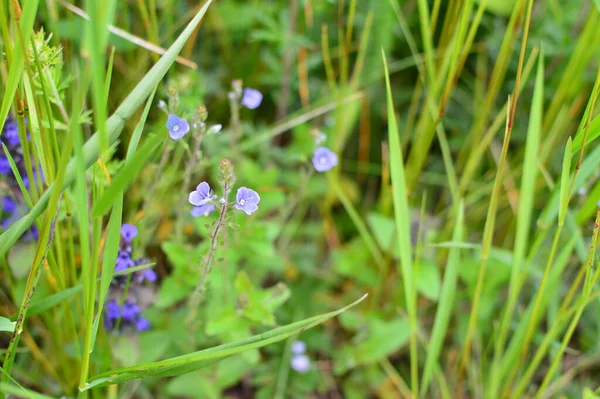 Groene Plannen Bloemen Macro Schieten — Stockfoto